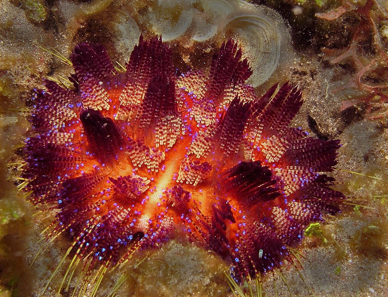 Fire Urchin reference