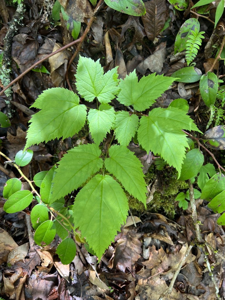 false goatsbeard