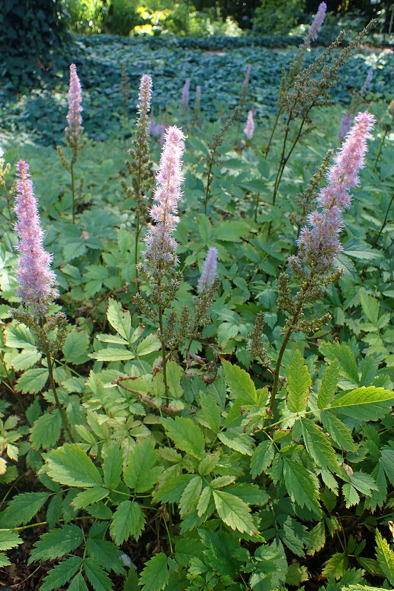 Astilbe chinensis reference