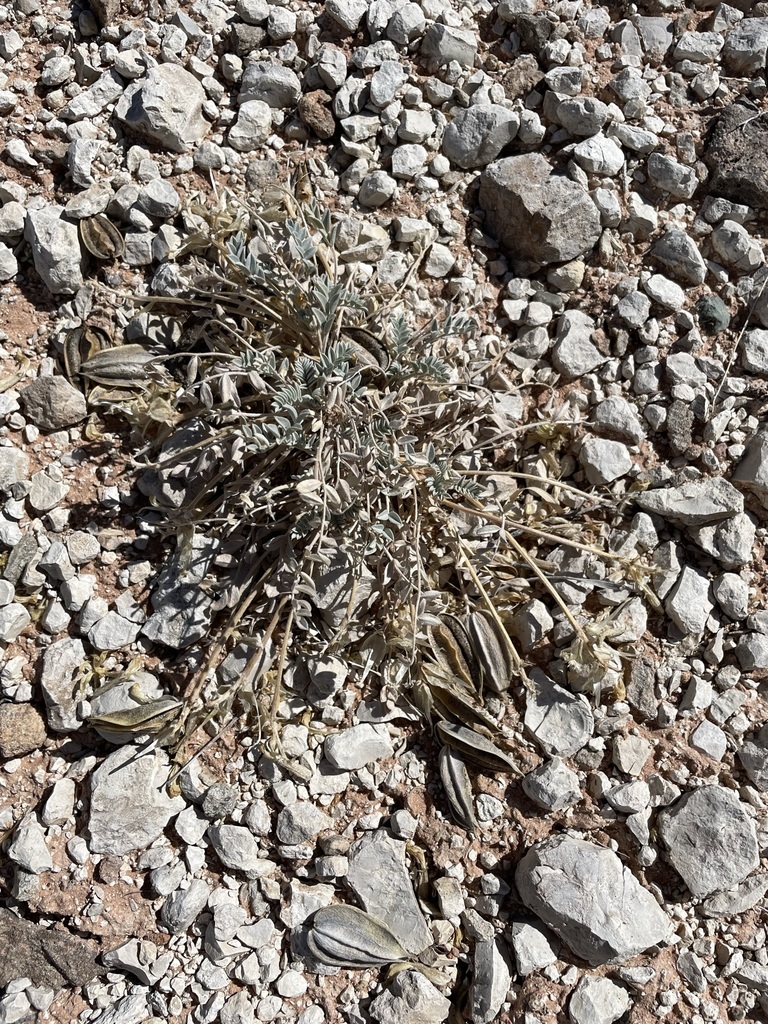 Canoe Milkvetch reference