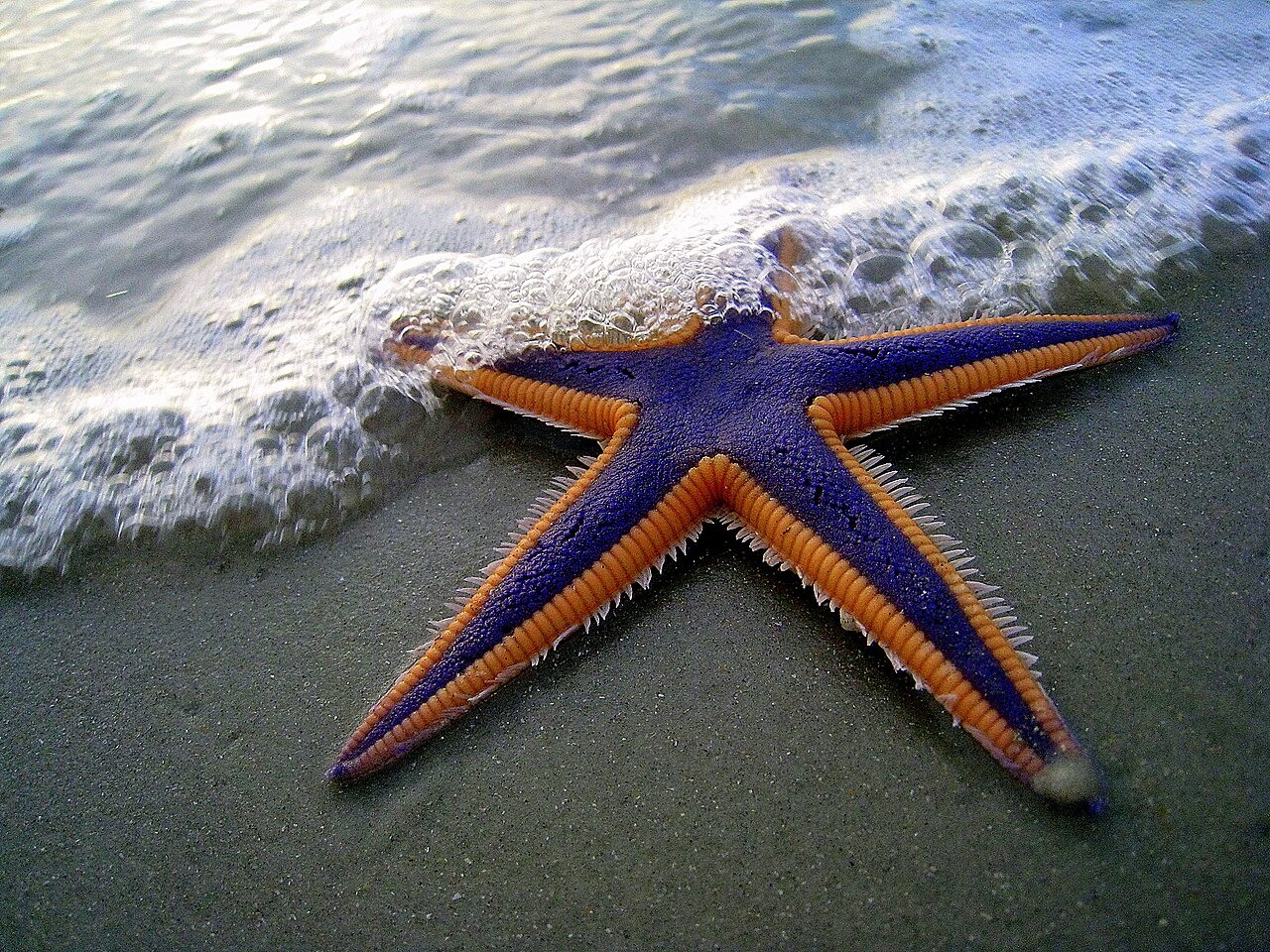 Flat Sea Star reference