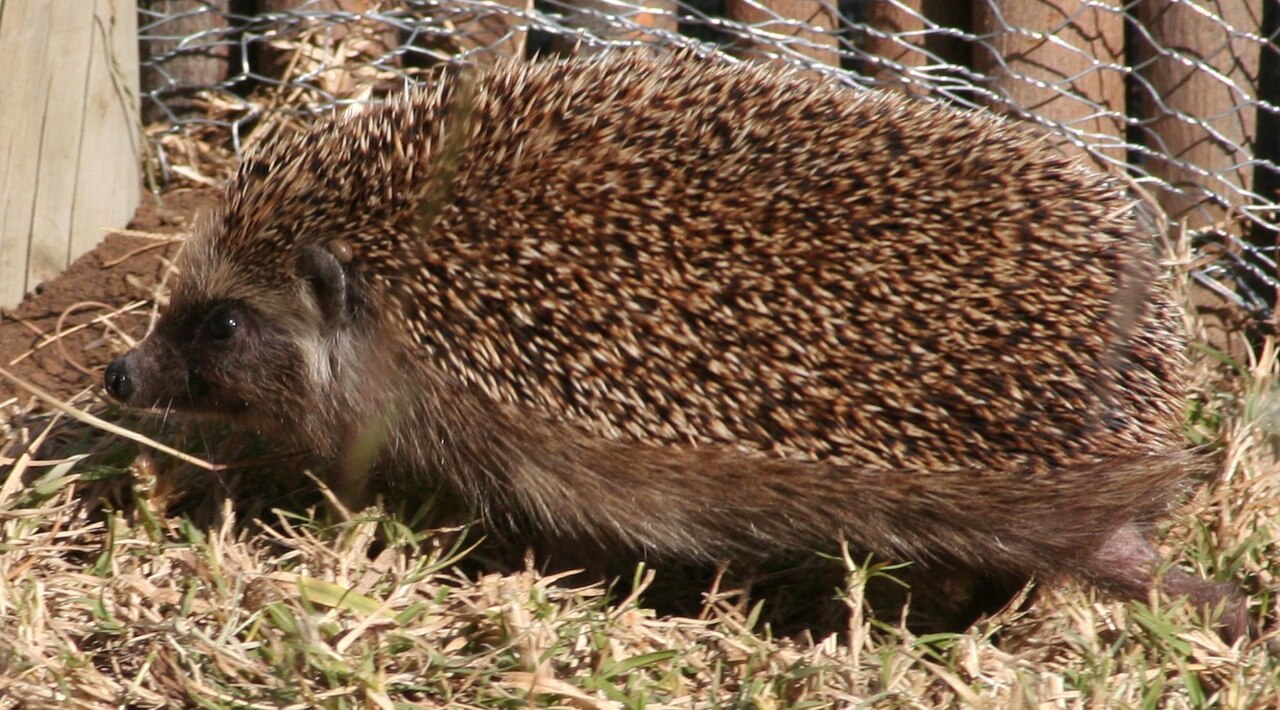 Southern African Hedgehog reference