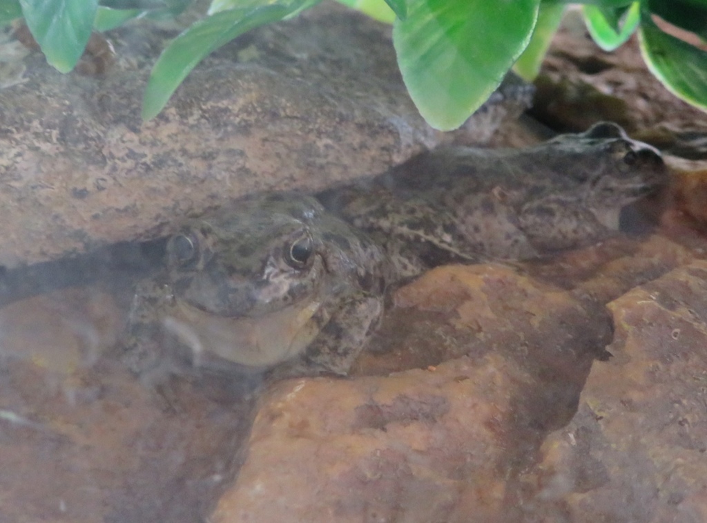 Patagonia Frog reference
