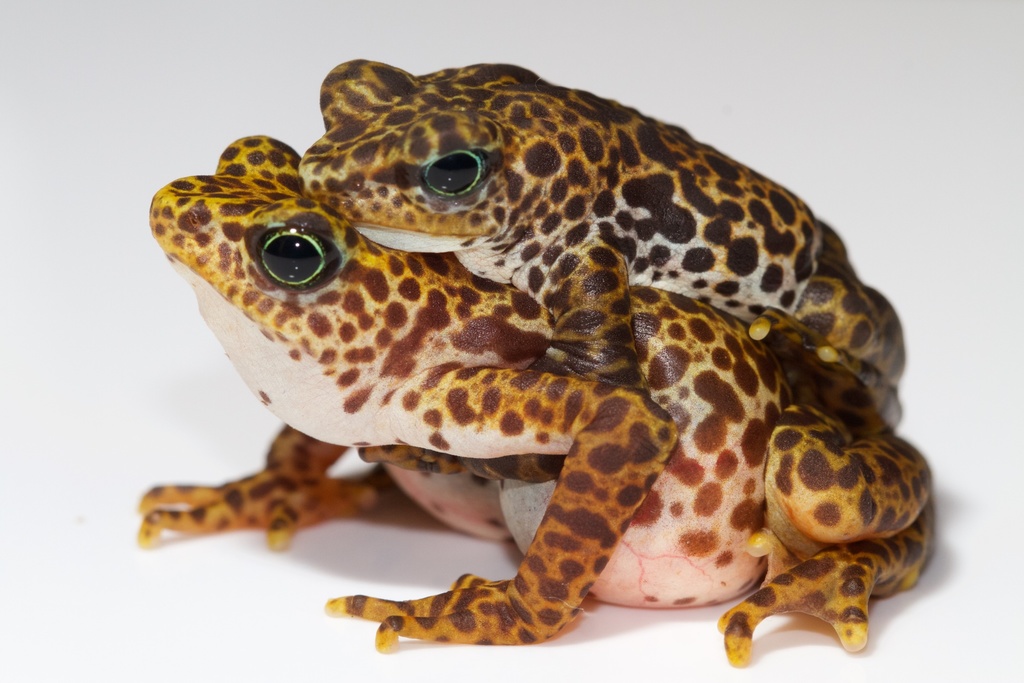 Darien Stubfoot Toad reference