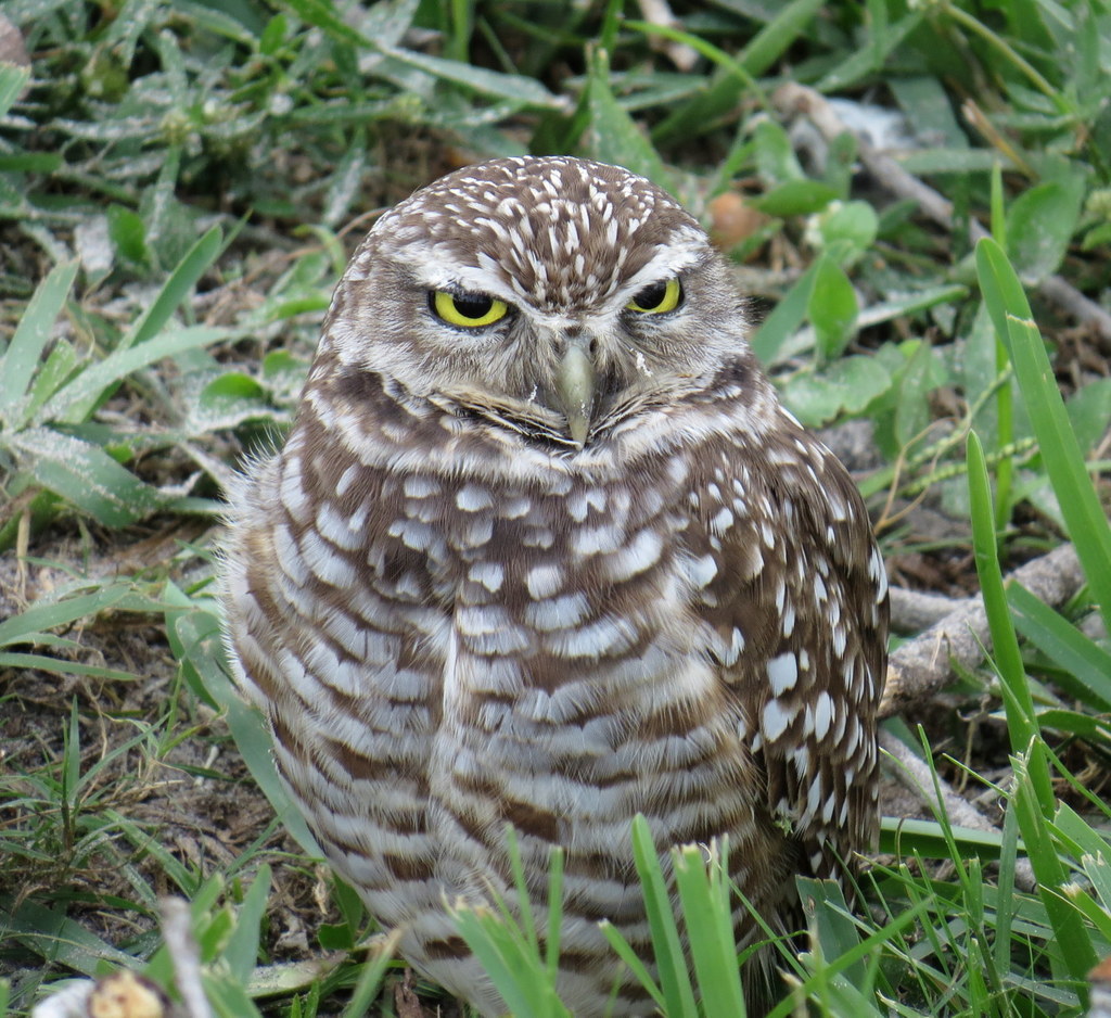 Athene cunicularia floridana reference