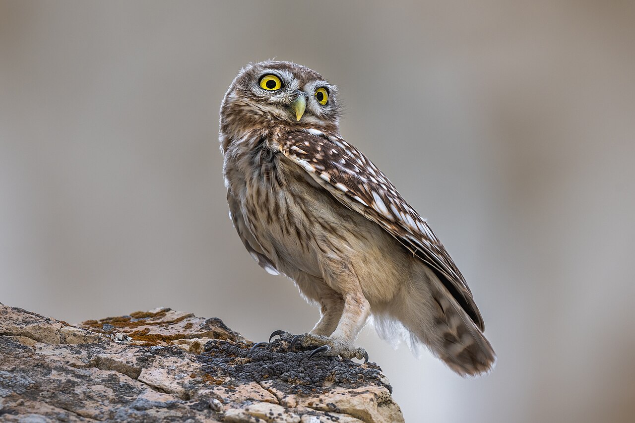 Little Owl reference