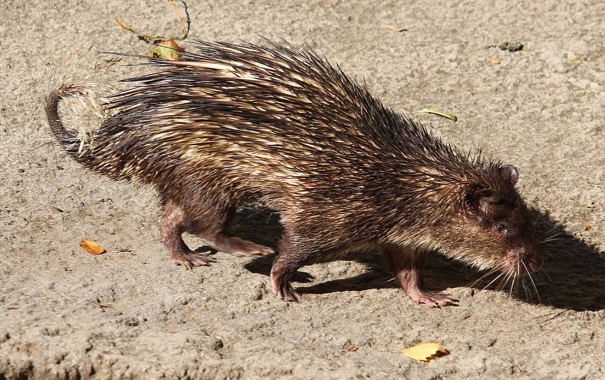 African Brush-tailed Porcupine