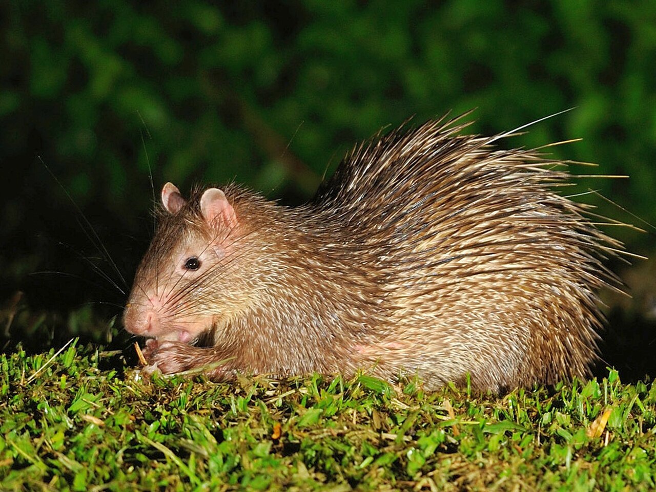 Asian Brush-tailed Porcupine reference