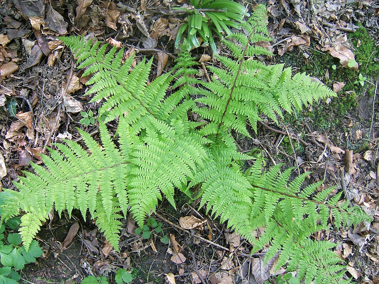 Lady Fern reference
