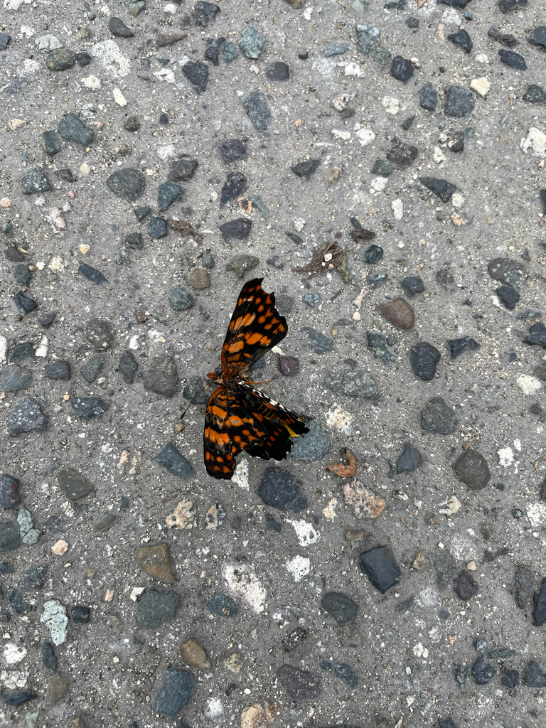 Puerto Rican Harlequin Butterfly reference