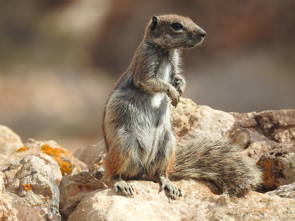 Maghreb Ground Squirrel reference