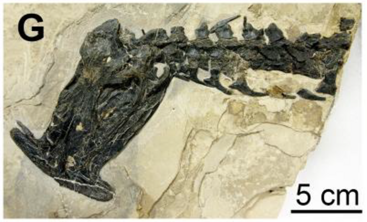 Atopodentatus unicus reference