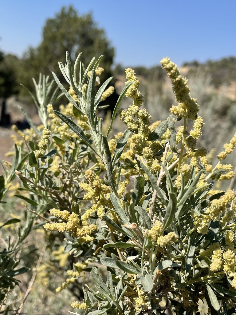 Fourwing Saltbush reference