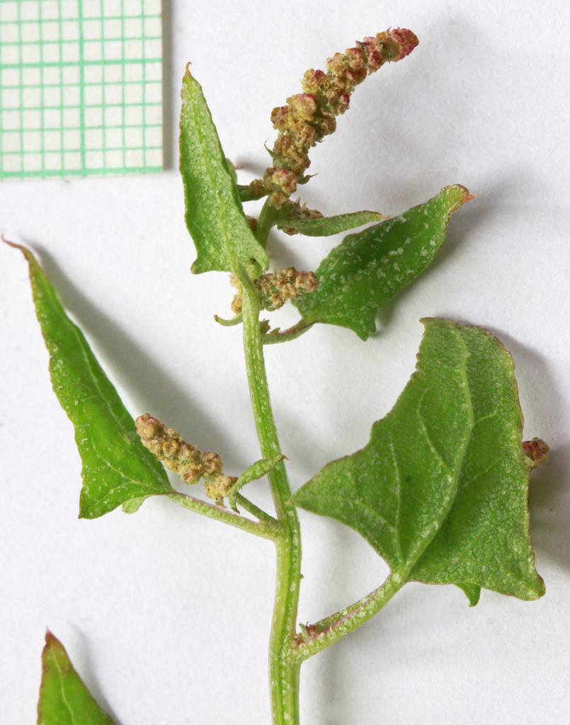 Russian Atriplex reference