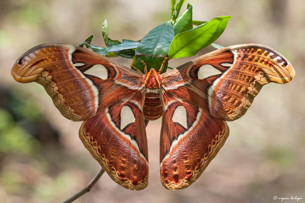 Atlas Moth reference