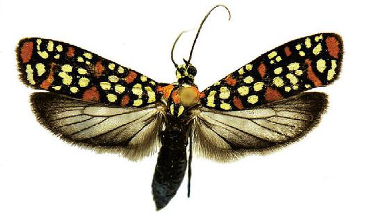 Atteva punctella reference