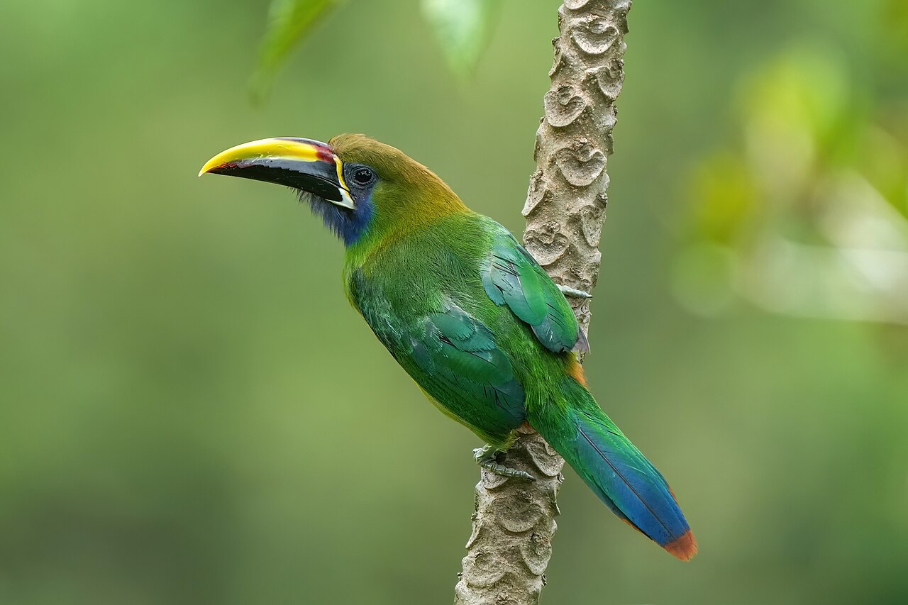 Emerald Toucanet reference