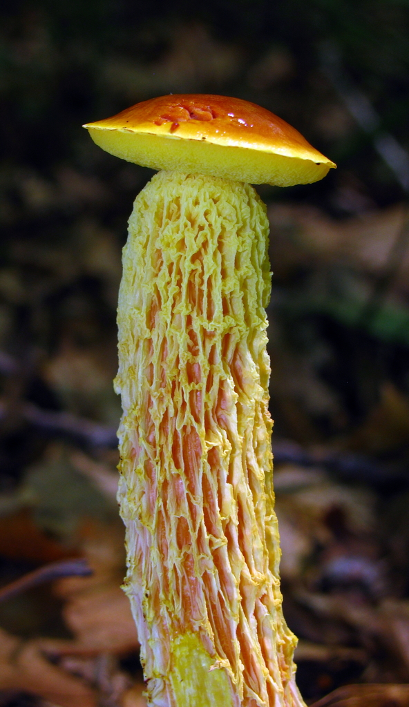 Shaggy-stalked Bolete reference