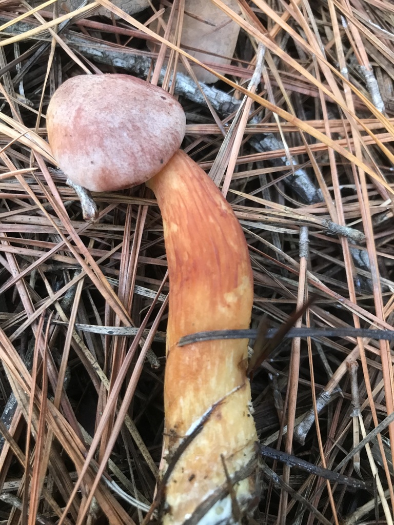 Aureoboletus projectellus reference