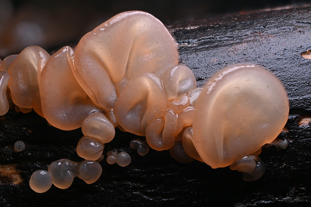 Auricularia angiospermarum reference