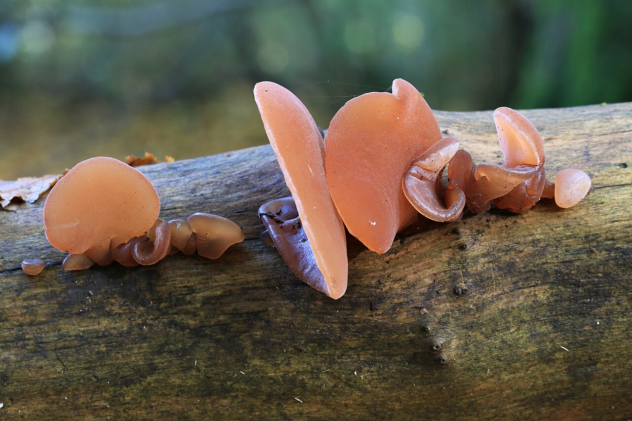 Jelly Ear reference