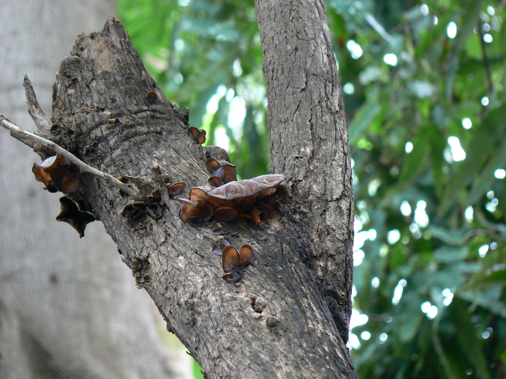 Wood Ear Fungus reference