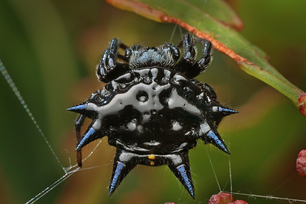Christmas Jewel Spider reference
