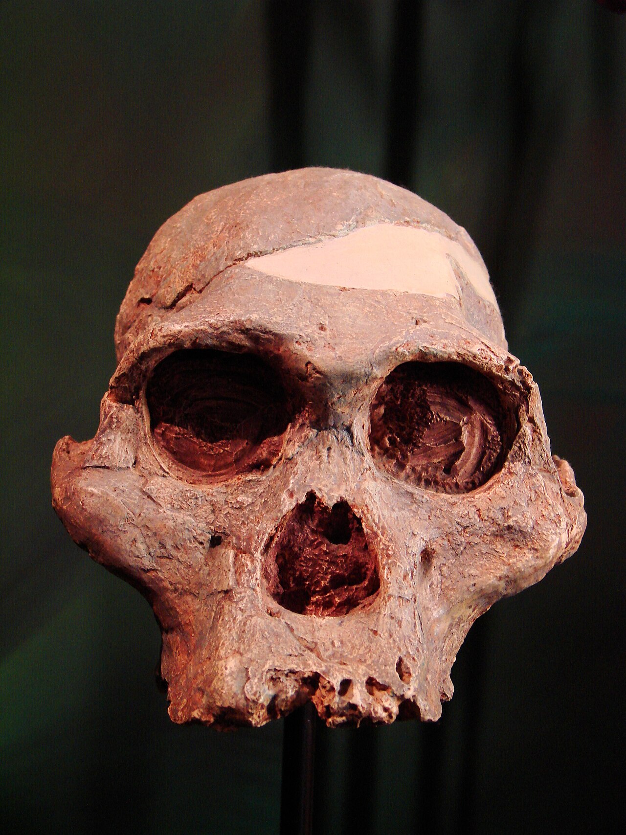 Australopithecus africanus reference