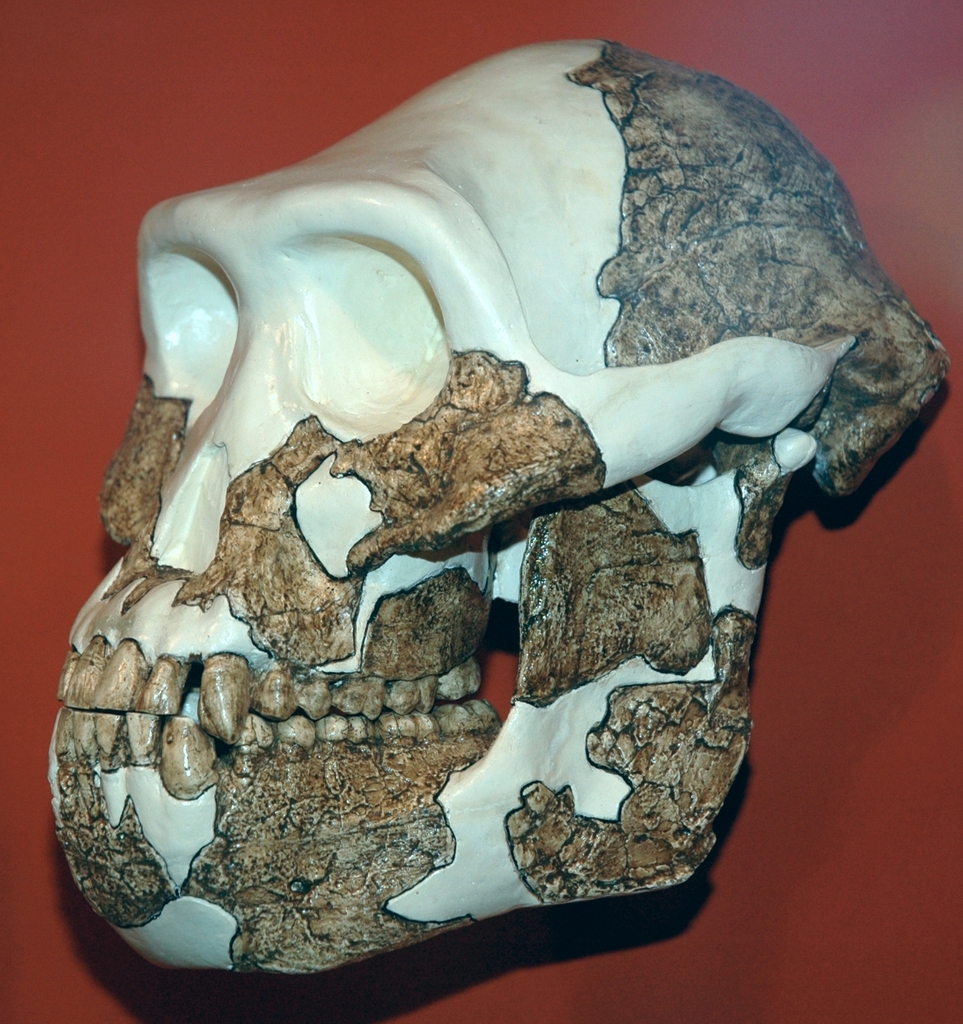 Australopithecus anamensis reference