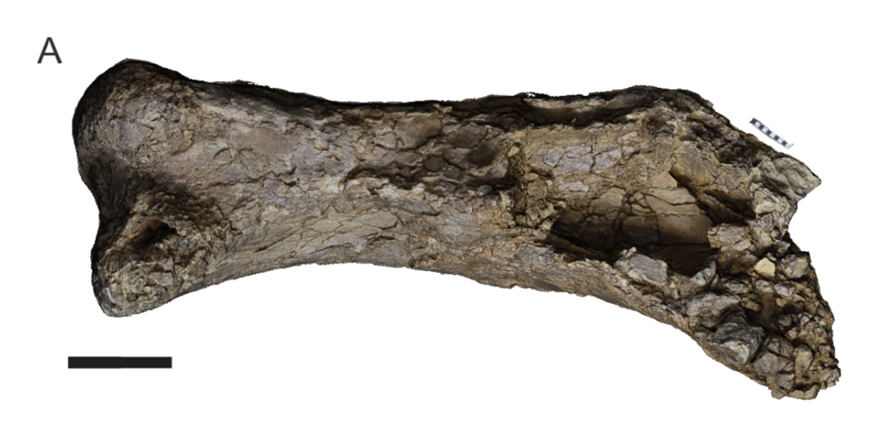 Australotitan cooperensis reference