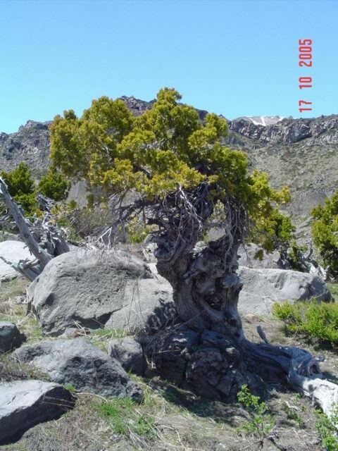 Mountain Cypress reference