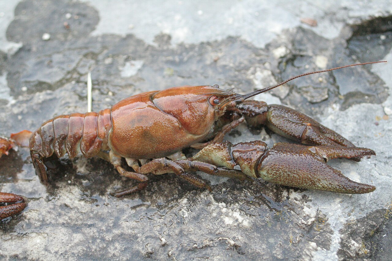 White-clawed Crayfish reference