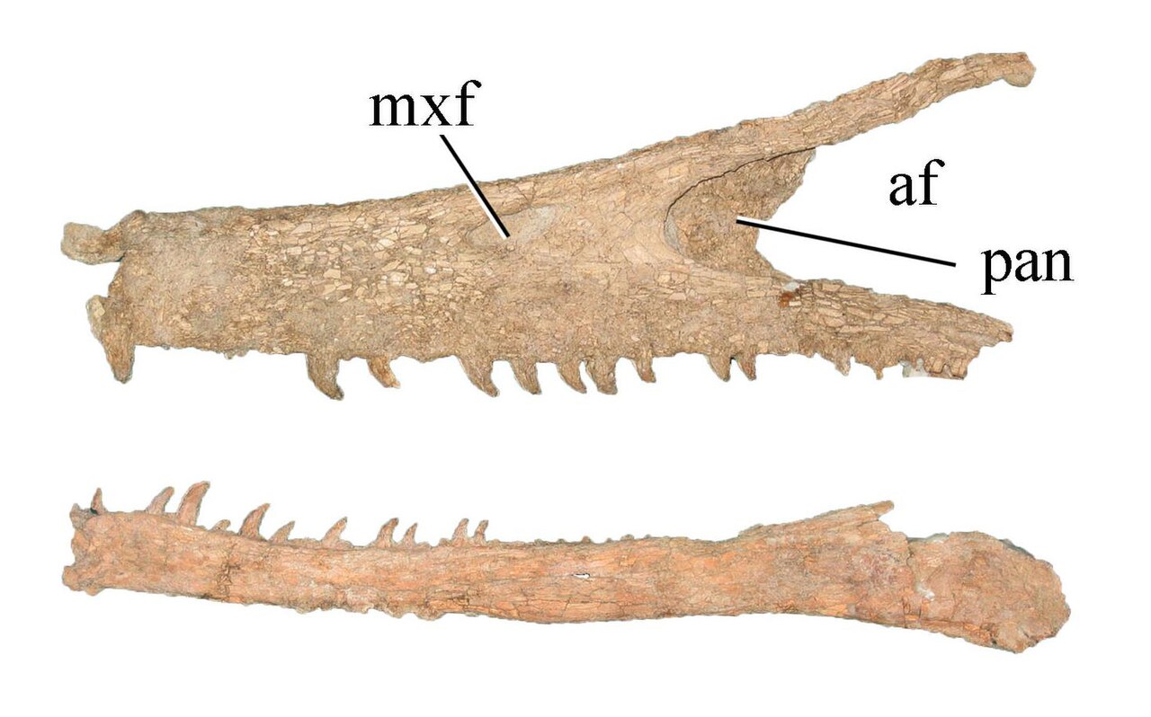 Austroraptor cabazai reference