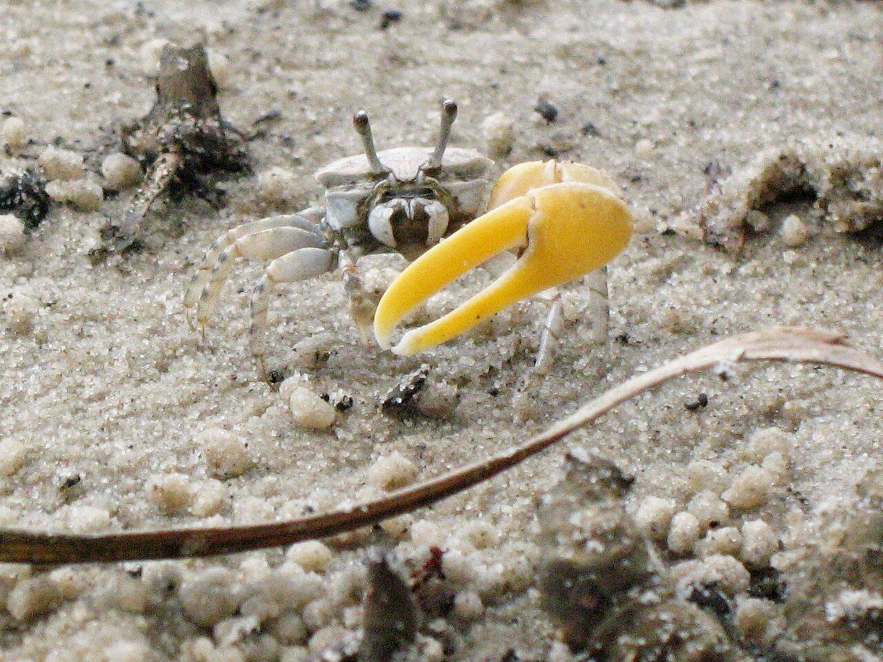 Austruca perplexa reference