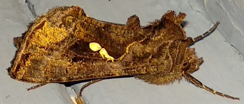 Common Looper Moth reference