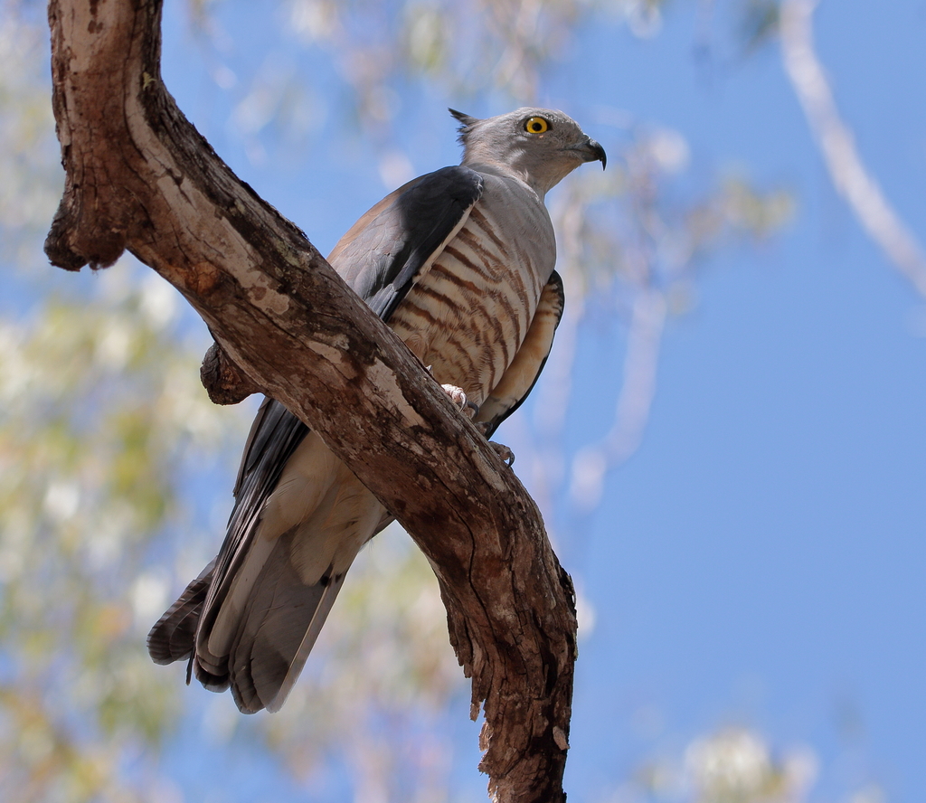 Pacific Baza reference
