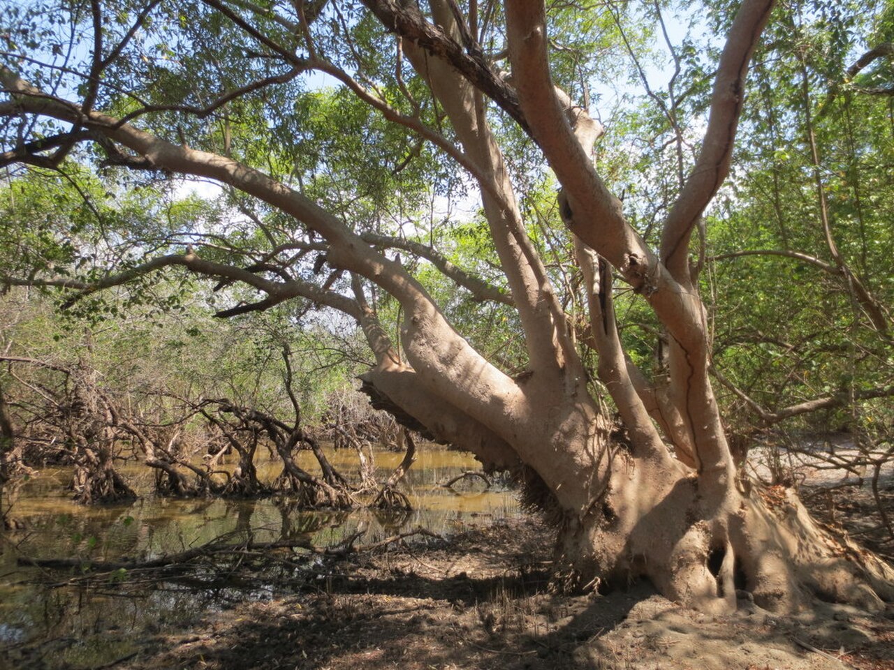 Grey Mangrove reference