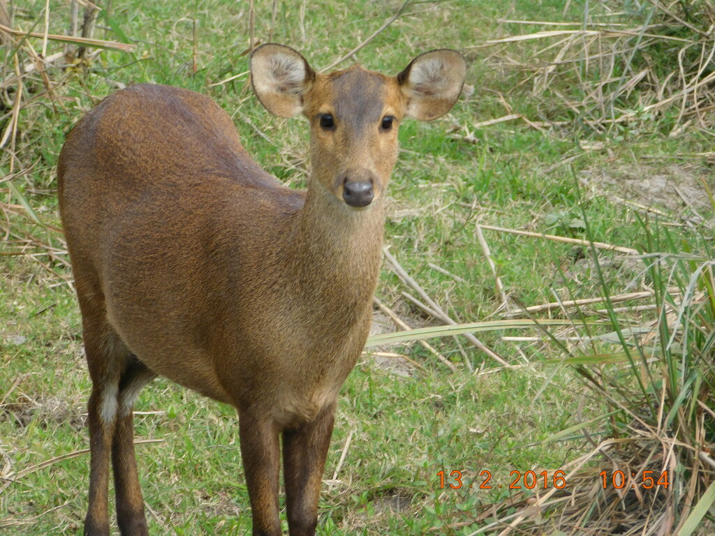 Indochinese Hog Deer reference