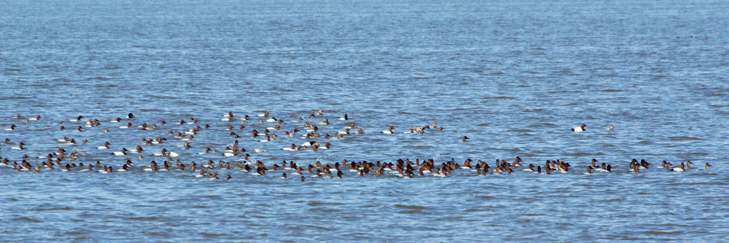 Canvasback reference