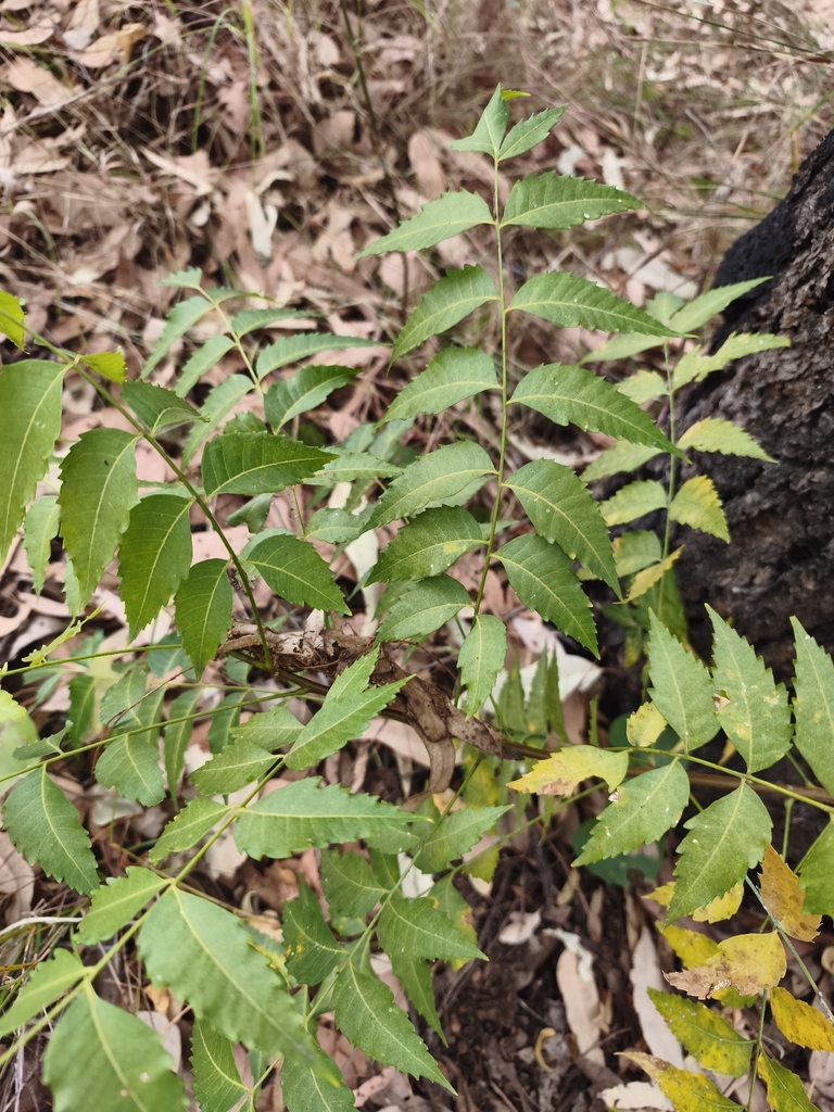 Neem reference