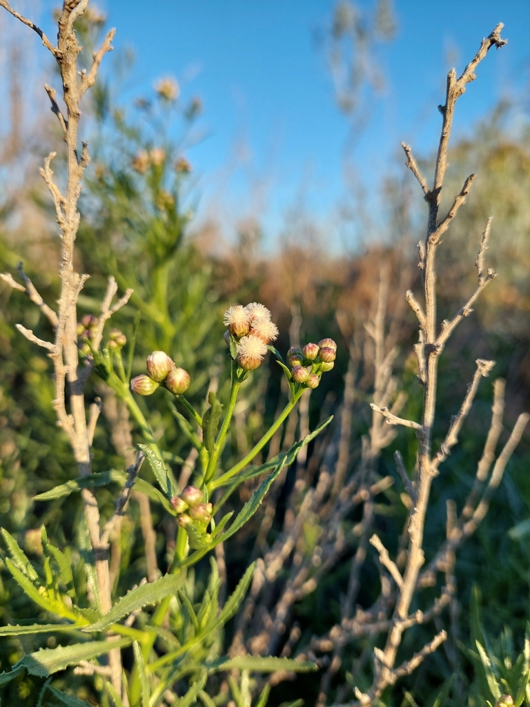 Marsh Baccharis reference