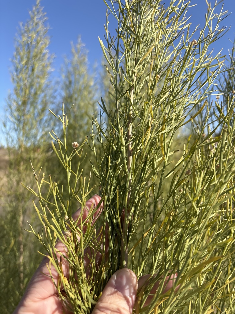 Poverty Weed reference
