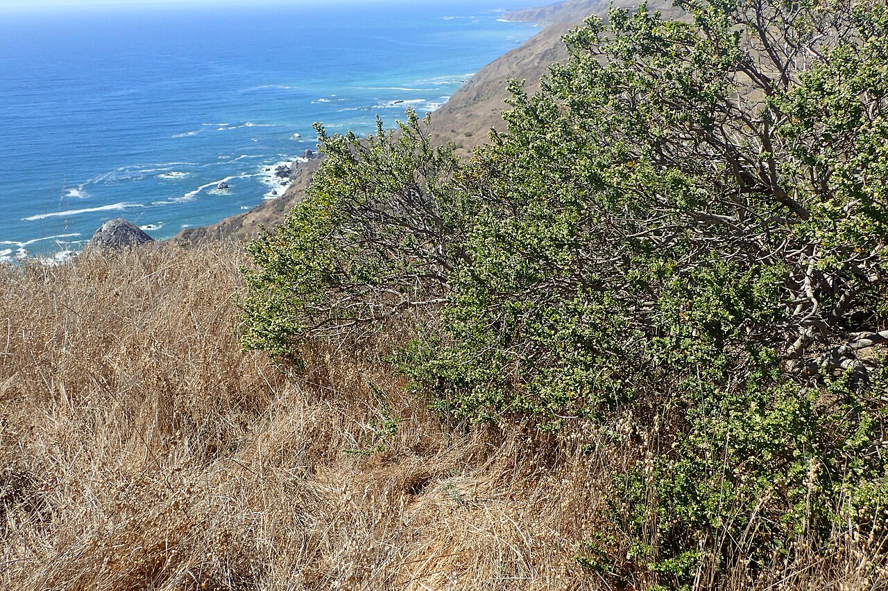 coyote brush reference