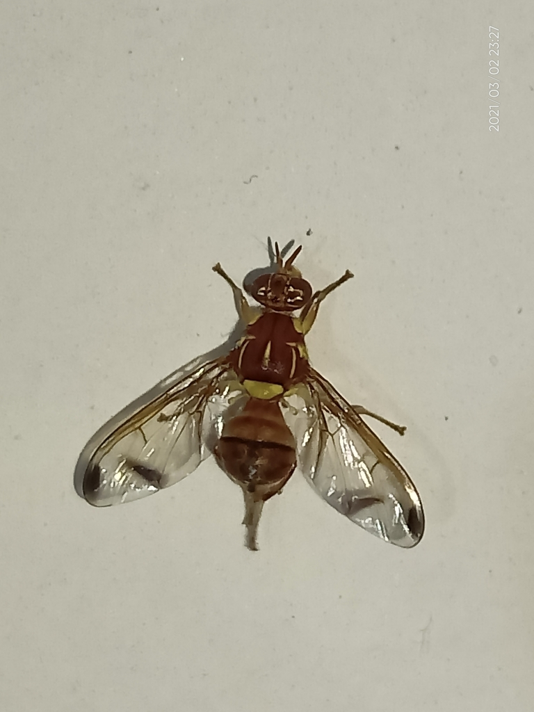 Melon Fly reference