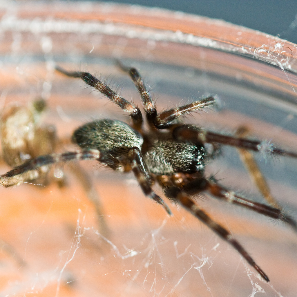 Grey House Spider reference