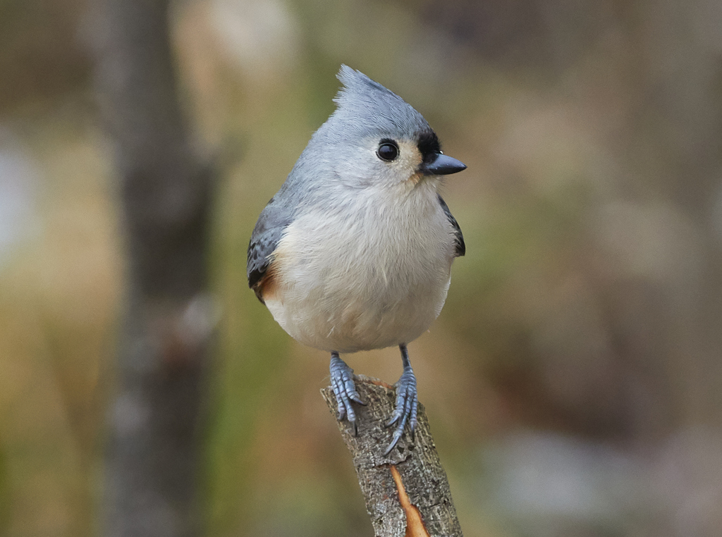 Tufted Titmouse reference