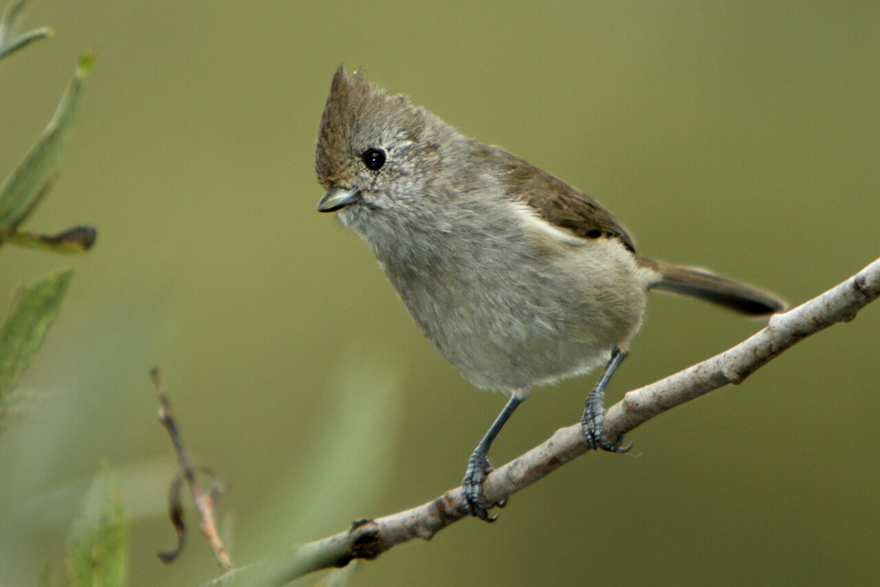 Oak Titmouse reference