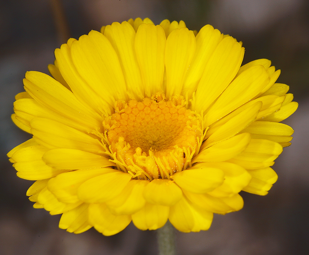 Desert Marigold reference