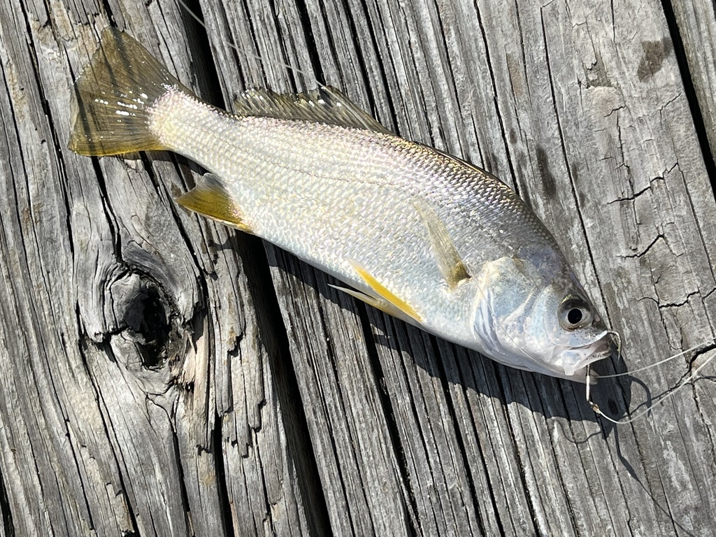 Silver Perch reference