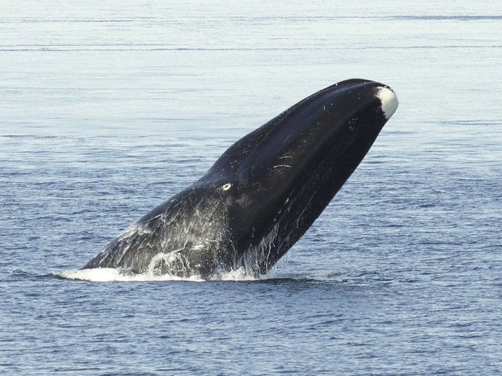 Bowhead Whale reference